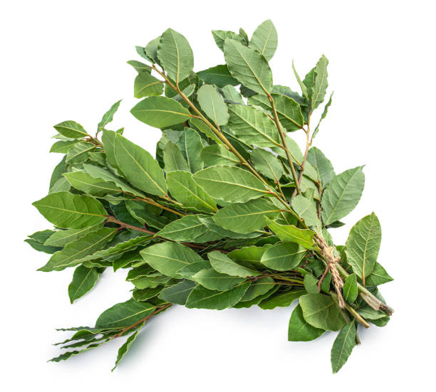 bay leaf